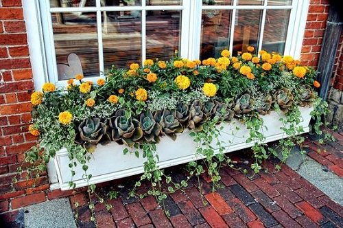 marigolds in window box 1