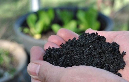 Uses of Charcoal in the Garden