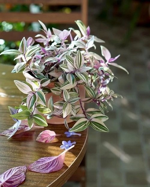 Different Ways to Grow Wandering Jew Indoors 2