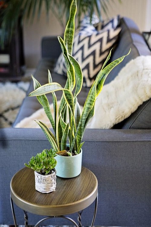 Trendy Snake Plant decor ideas