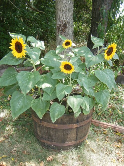 Rosemary Associated Plants sunflower