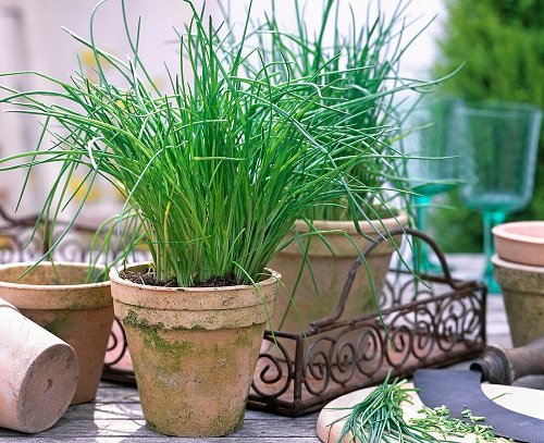 Rosemary Companion Plants chives