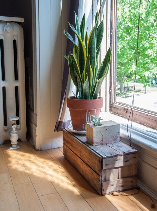 Trendy Snake Plant near window Arrangements 