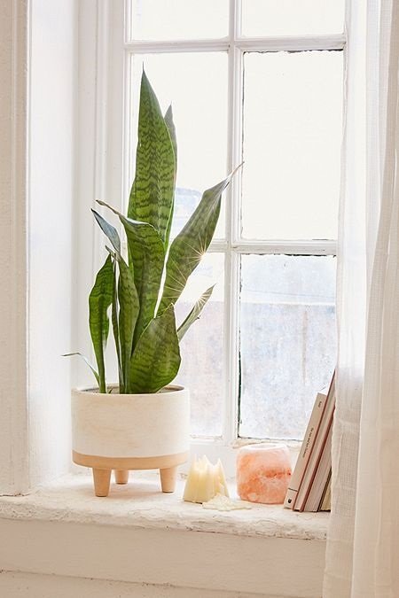 Trendy Snake Plant Arrangements near window