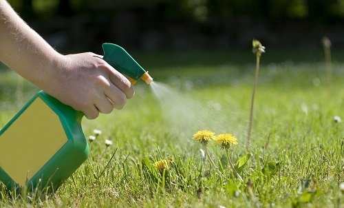 Homemade Weed Killer Ideas 8