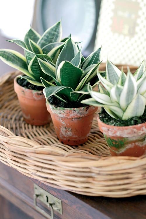  Snake Plant pot decor 