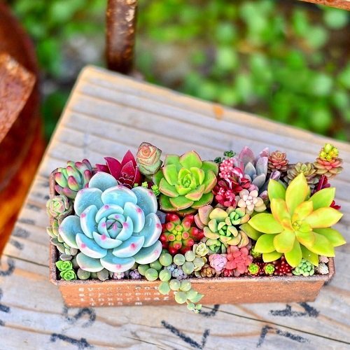 Secret Hacks for Colorful Succulents