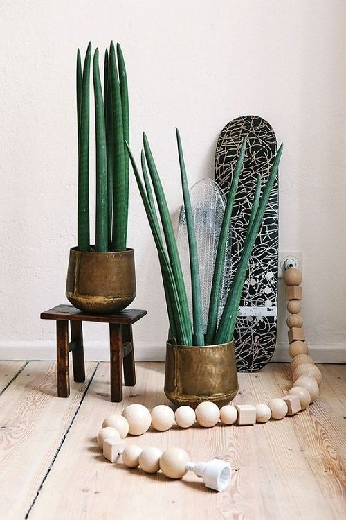 Trendy Snake Plant in metalic pot arrangements 