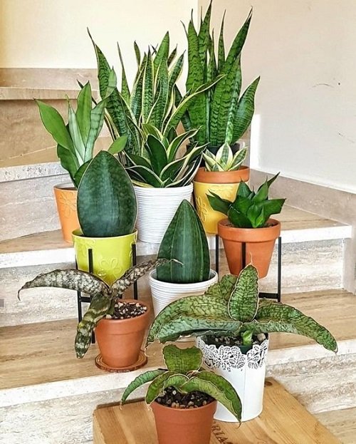 snake plant ideas