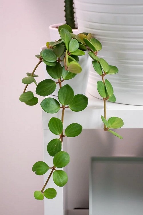 Peperomia in tiny pot