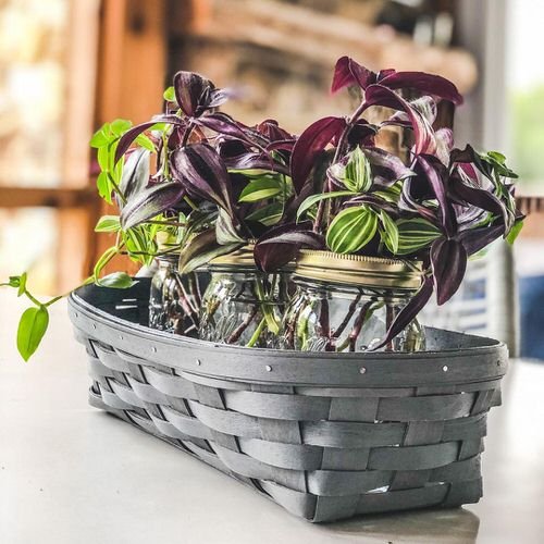 Grow Wandering Jew in a hydrophonic jar 