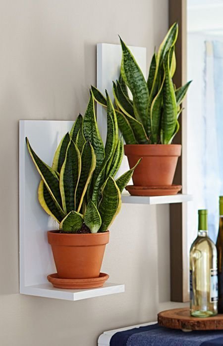 Trendy Snake Plant wall decor Arrangements 