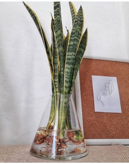 snake plant arrangement ideas for home