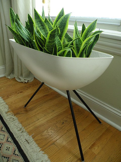 snake plant in long pot arrangement idea