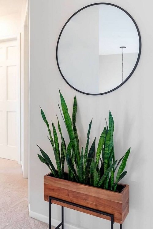  Snake Plant in wooden pot 