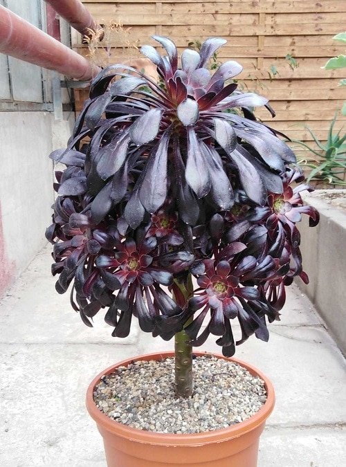 Black Rose Big leaf succulent 