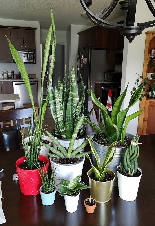 cool Snake Plant Arrangements 