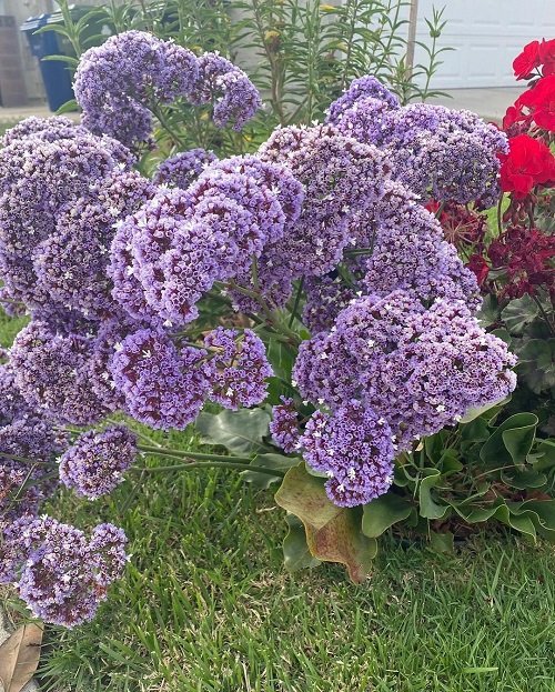 Best Long Lasting Flowers for Yard and Garden 18