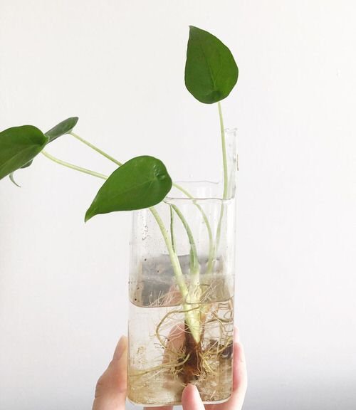 Alocasias to Grow in Water 2