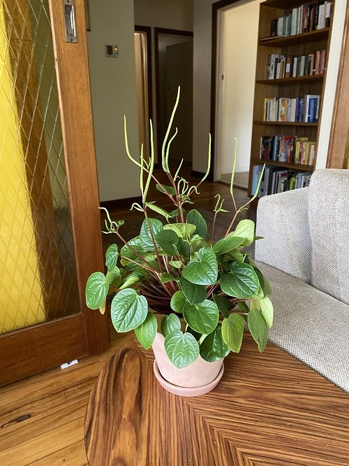 Peperomia on coffee table