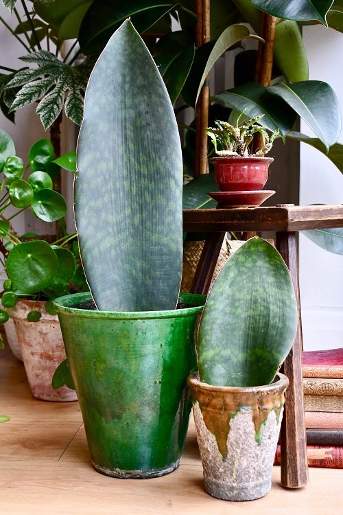  Snake Plant Arrangements ideas