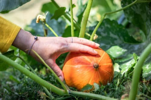 Growing Pumpkins In Containers 3