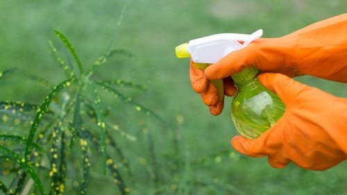 Homemade Weed Killer Ideas 3