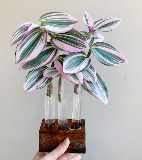 Grow Wandering Jew in test tubes