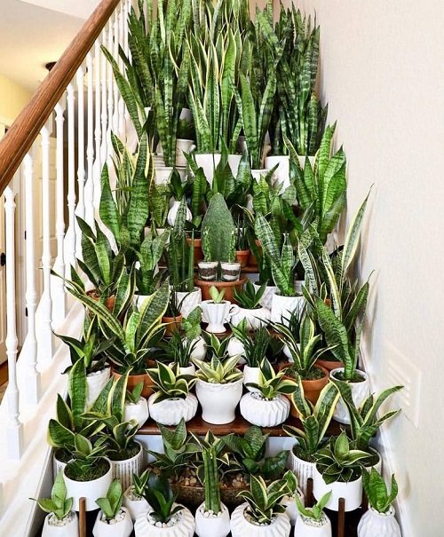  Snake Plant decor 