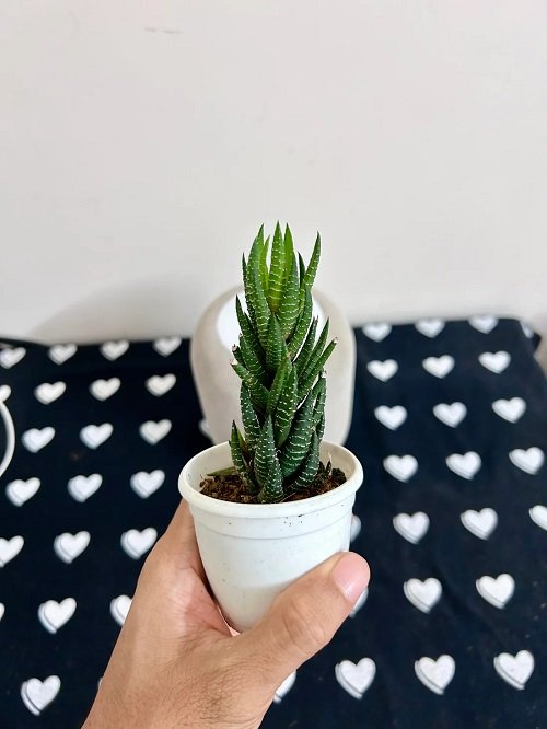 Mini Succulents in Mini Pots are Beautiful