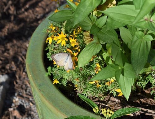 Making a Butterfly Garden 3