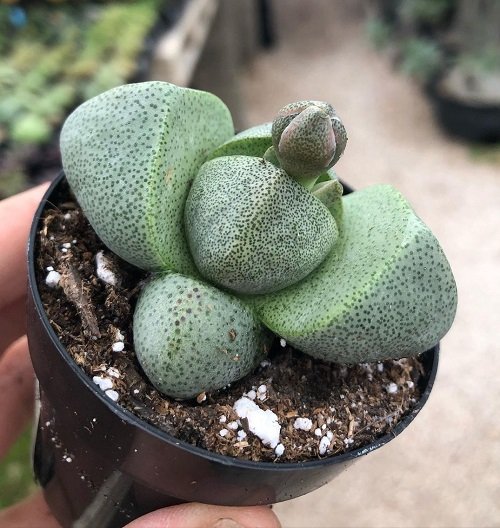 Pleiospilos nelii Varieties 2