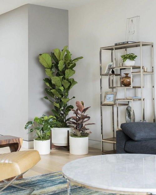 Fabulous Indoor Plant Decor Ideas