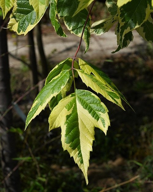 Poison Ivy Look Alike Plants with Three Leaves 1