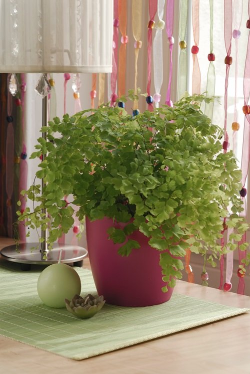 Maidenhair Fern plant in a pot