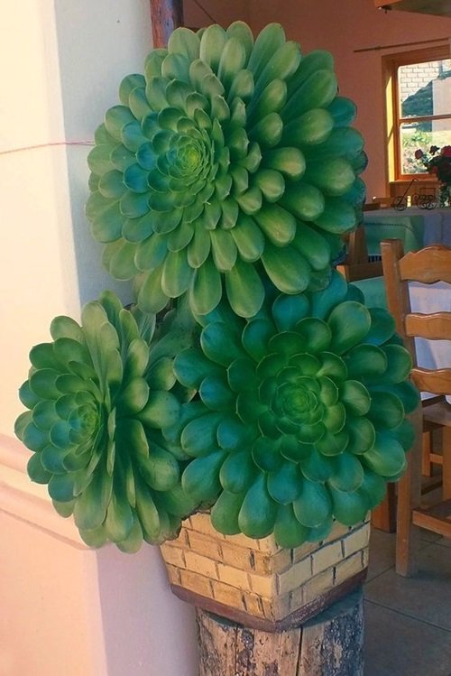 A Glossy Tree Houseleek Succulent's Big Leaves