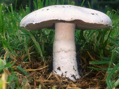 mushroom with rosemary
