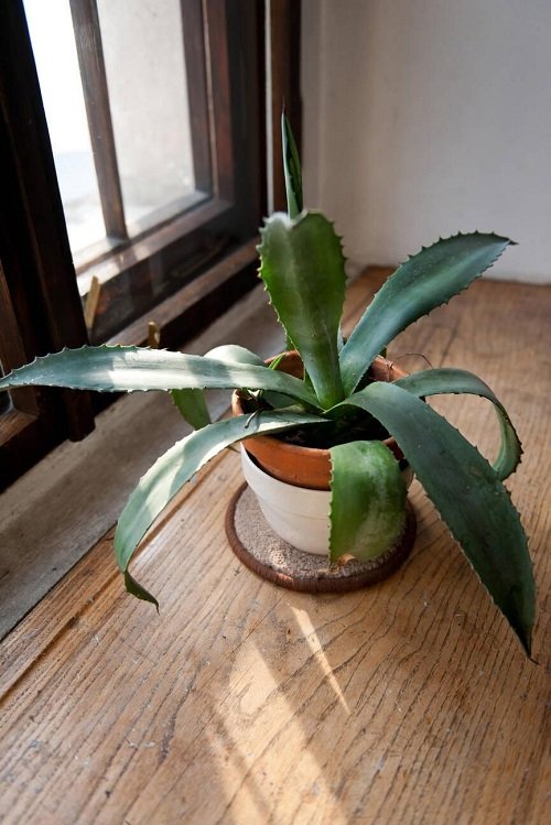 Dwarf Agave succulent near window