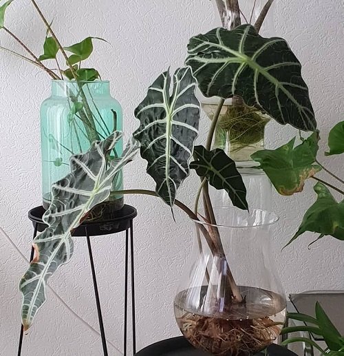 Alocasia amazonica