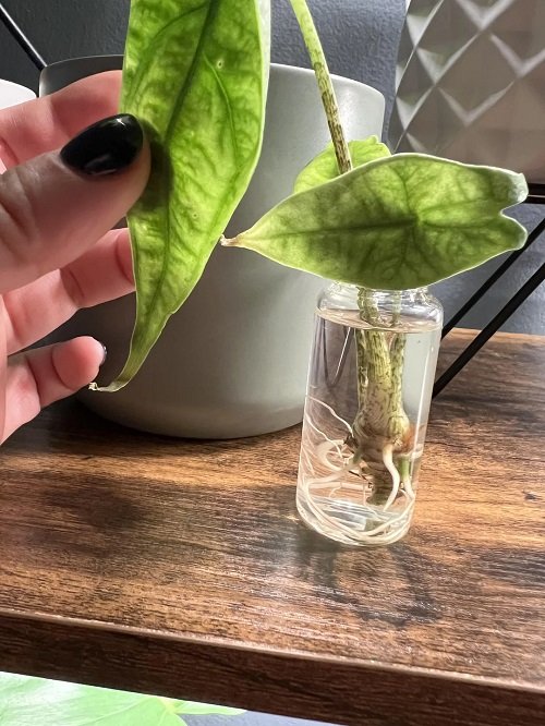 Alocasia heterophylla