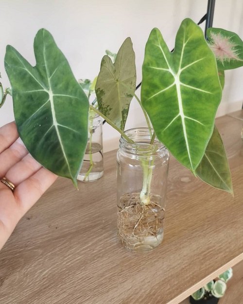 Alocasia frydek