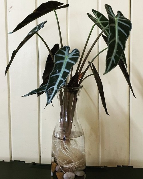 Sander's Alocasia