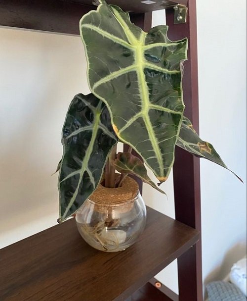 Alocasia longiloba