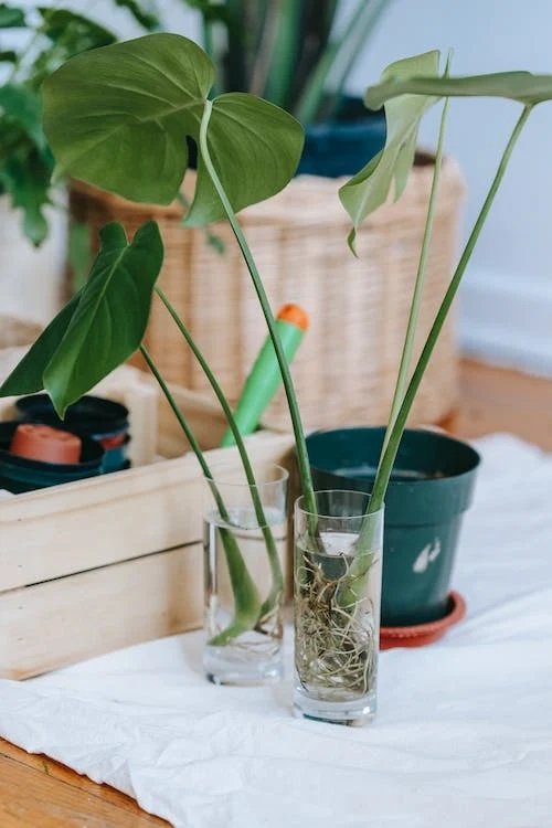  Alocasias in Water 