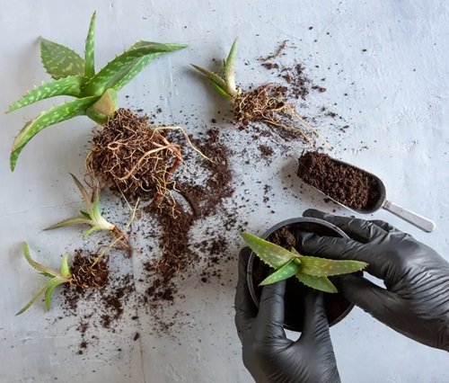 Aloe Vera That Grow Best From Division