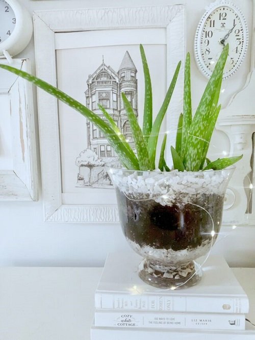 Glass Container Plants for Indoor Growing