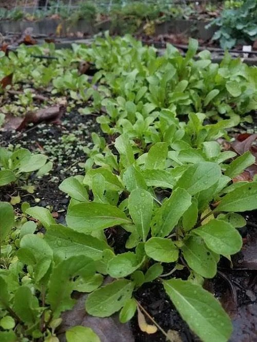 Shade-growing Vegetables6