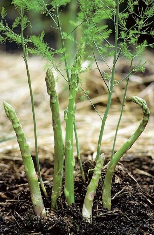 Grown Vegetables in the Shade1