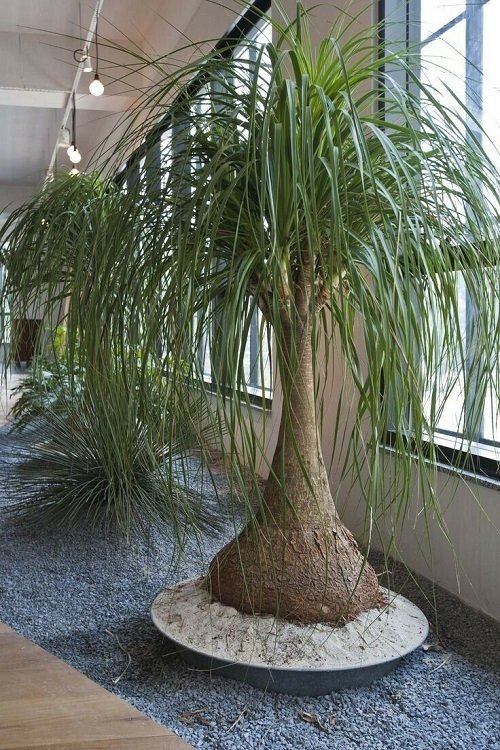 Cat-safe indoor trees 1