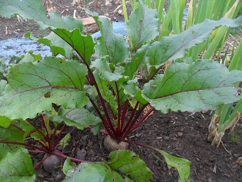 Shade-growing Vegetables2